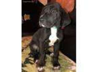 Great Dane Puppy for sale in Peyton, CO, USA