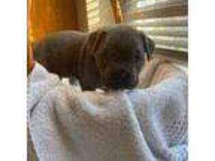 Cane Corso Puppy for sale in South Hadley, MA, USA