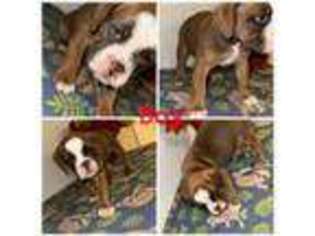 Olde English Bulldogge Puppy for sale in Stone Mountain, GA, USA