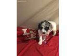 Mutt Puppy for sale in Exeter, CA, USA