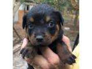 Rottweiler Puppy for sale in Homosassa, FL, USA