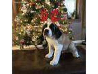 Saint Bernard Puppy for sale in North Ridgeville, OH, USA