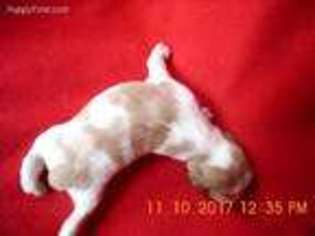 Brittany Puppy for sale in Hinckley, MN, USA
