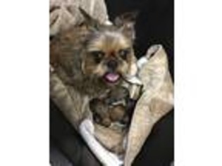 Brussels Griffon Puppy for sale in Lawrence, KS, USA