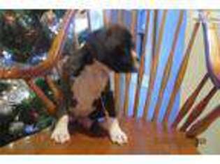 Boxer Puppy for sale in Meadville, PA, USA