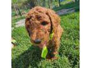 Mutt Puppy for sale in Deer River, MN, USA