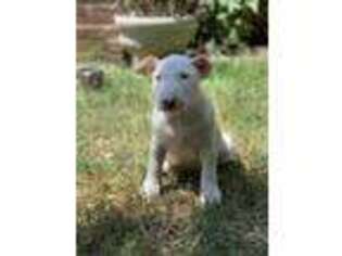 Bull Terrier Puppy for sale in Fredericksburg, VA, USA