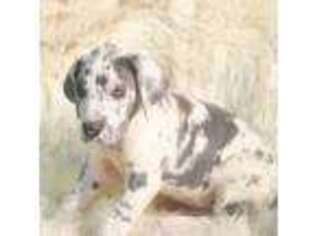 Great Dane Puppy for sale in La Follette, TN, USA