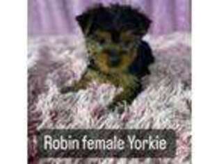 Yorkshire Terrier Puppy for sale in Niantic, CT, USA