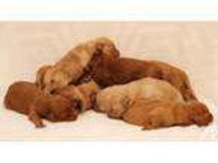 Goldendoodle Puppy for sale in CLAREMORE, OK, USA