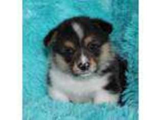 Pembroke Welsh Corgi Puppy for sale in Dittmer, MO, USA