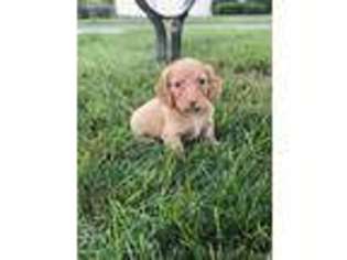 Dachshund Puppy for sale in Grove City, OH, USA