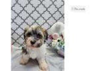 Havanese Puppy for sale in Battle Creek, MI, USA