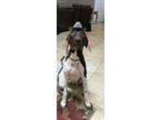 German Shorthaired Pointer Puppy for sale in Georgetown, TX, USA