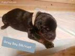 Doberman Pinscher Puppy for sale in Locust Grove, AR, USA