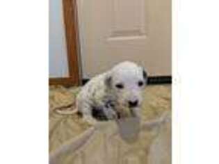 Dalmatian Puppy for sale in Lakeside, AZ, USA