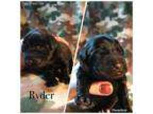 Labrador Retriever Puppy for sale in Walker, WV, USA