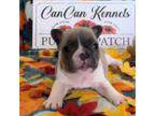 French Bulldog Puppy for sale in Rantoul, IL, USA