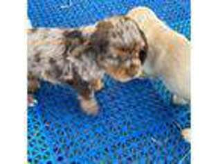 Cocker Spaniel Puppy for sale in Lehigh Acres, FL, USA