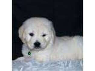 Mutt Puppy for sale in Nunn, CO, USA