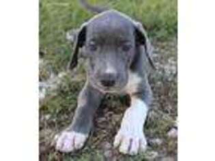 Great Dane Puppy for sale in Roseville, IL, USA