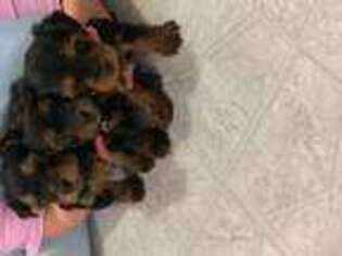 Yorkshire Terrier Puppy for sale in NEW HAVEN, CT, USA
