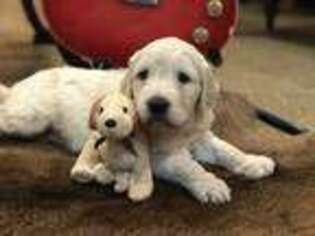 Goldendoodle Puppy for sale in Wernersville, PA, USA