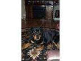 Rottweiler Puppy for sale in West Haven, CT, USA