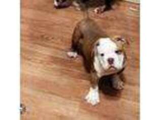 Olde English Bulldogge Puppy for sale in Pleasant Hill, OR, USA
