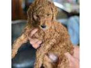 Goldendoodle Puppy for sale in Port Angeles, WA, USA