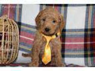 Goldendoodle Puppy for sale in Plymouth, IN, USA