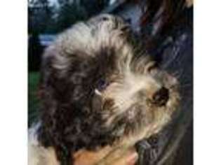 Havanese Puppy for sale in Sandpoint, ID, USA