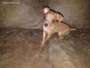 Miniature Pinscher Puppy for sale in Canterbury, CT, USA