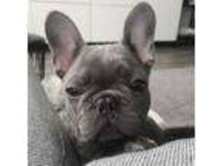 French Bulldog Puppy for sale in Maplewood, NJ, USA