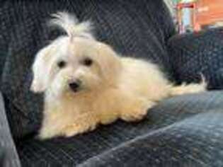 Maltese Puppy for sale in Lancaster, KY, USA