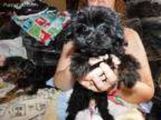 Mutt Puppy for sale in Leonard, MI, USA