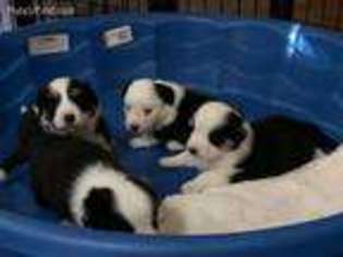 Cardigan Welsh Corgi Puppy for sale in Brentwood, CA, USA