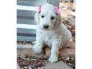 Goldendoodle Puppy for sale in Grand Junction, CO, USA