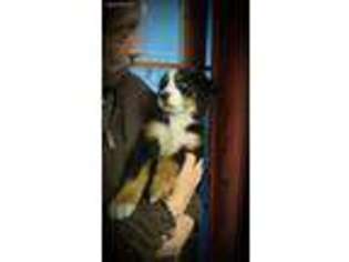 Bernese Mountain Dog Puppy for sale in Jim Thorpe, PA, USA