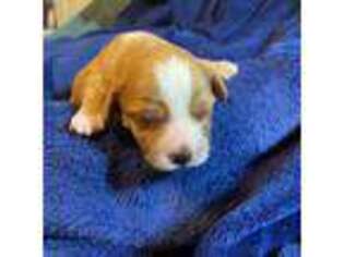 Cavapoo Puppy for sale in Hurt, VA, USA