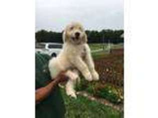 Goldendoodle Puppy for sale in Yadkinville, NC, USA