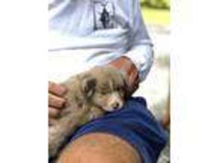 Miniature Australian Shepherd Puppy for sale in Stamford, CT, USA