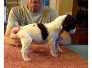 Brittany Puppy for sale in Erie, PA, USA