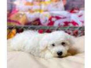 Bichon Frise Puppy for sale in Seven Springs, NC, USA