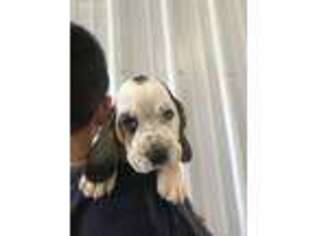 Basset Hound Puppy for sale in Vienna, IL, USA