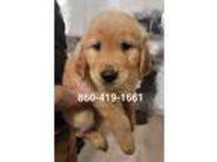 Golden Retriever Puppy for sale in Waterford, CT, USA