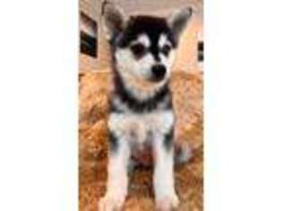 Alaskan Klee Kai Puppy for sale in The Woodlands, TX, USA