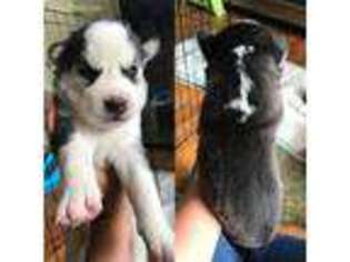 Siberian Husky Puppy for sale in Raton, NM, USA