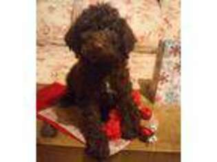Labradoodle Puppy for sale in Andover, NY, USA