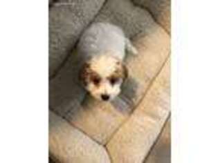 Cavachon Puppy for sale in Dixon, IL, USA